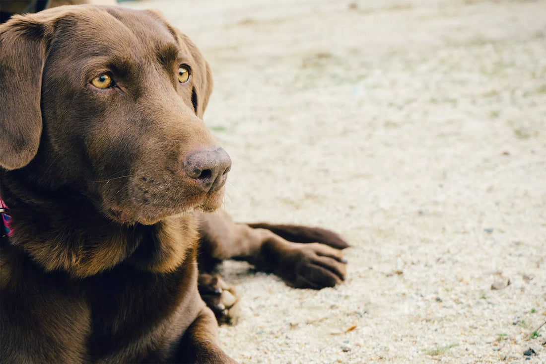 5 Simple Ways to Make Healthcare Easier for Your Dog