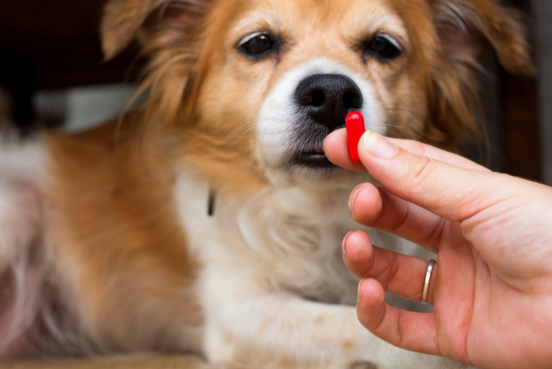 hand holding red pill in front of dog